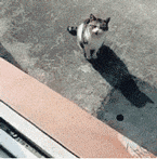 e0dcf917v7398ve8601ebff9deb7be435bae11d28.gif